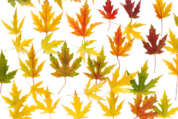 Fall maple leaves pattern isolated on white background