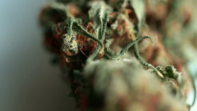 Marijuana bud on rotating base over white background - macro footage