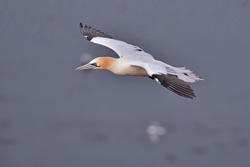 Fototapeta na wymiar Flying northern gannet (Morus bassanus) seabird in the cliff of Helgoland island