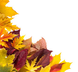 Autumn season background, yellow maple leaves