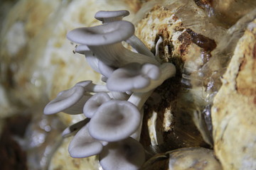 Mushroom cultivation in the nursery Mushrooms are naturally occurring plants that are beneficial to the body and can be eaten.