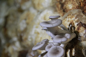 Mushroom cultivation in the nursery Mushrooms are naturally occurring plants that are beneficial to the body and can be eaten.