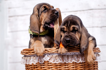 Beautiful puppies Bloodhound in the basket. - obrazy, fototapety, plakaty