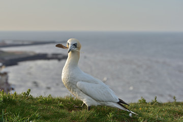 Fototapeta na wymiar The northern gannet (Morus bassanus) seabird in the cliff of Helgoland island with feather in his beak