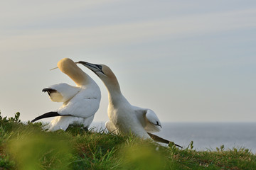 Fototapeta premium Fighting northern gannets (Morus bassanus) seabirds in the cliff of Helgoland island with one fearher in their beaks