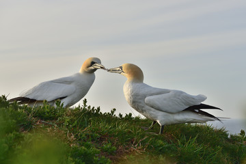 Obraz premium Fighting northern gannets (Morus bassanus) seabirds in the cliff of Helgoland island with one fearher in their beaks