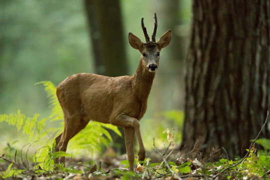 chevreuil