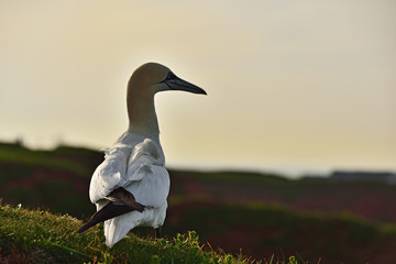The northern gannet (Morus bassanus) seabird in the cliff of Helgoland island