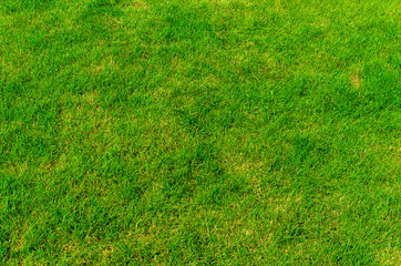 Background of the green grass