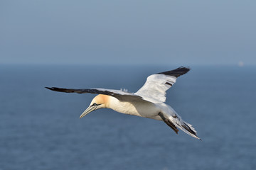 Obraz premium The northern gannet (Morus bassanus) seabird in the cliff of Helgoland island