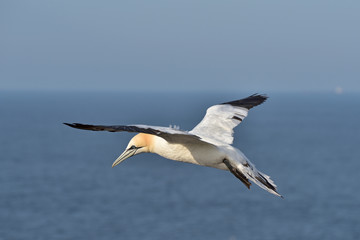 Fototapeta na wymiar The northern gannet (Morus bassanus) seabird in the cliff of Helgoland island