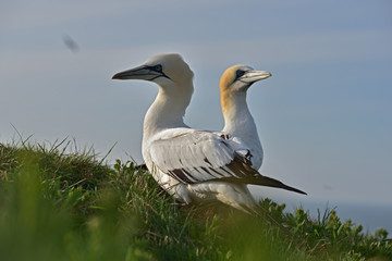 The northern gannet (Morus bassanus) seabird in the cliff of Helgoland island