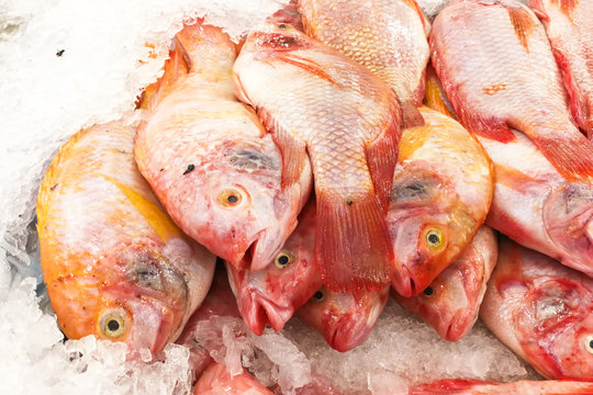 Red tilapia snapper fish on ice for sale in market