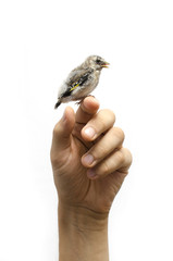 Fototapeta premium little bird sitting on finger, isolated on white