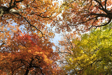 colorful trees in fall looking up at the sky