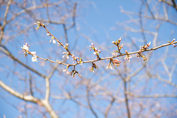 Cherry blossom bud flowers on branch with blurred blue background