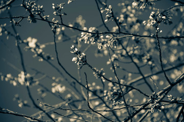 Cherry blossom bud flowers on branch in blurred vintage background
