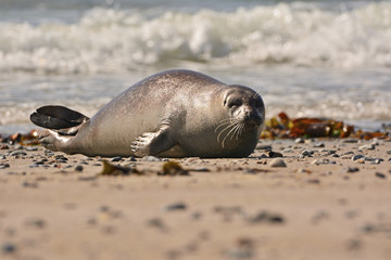 The harbor (or harbour) seal (Phoca vitulina), also known as the common seal in the white sand beach on the D&uuml;ne island near Helgoland island in east Germany