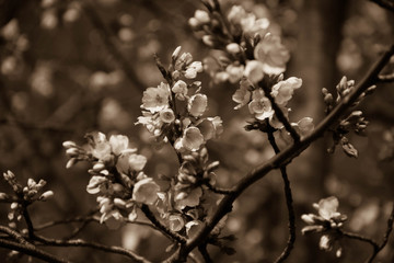 Blooming cherry blossom flowers on branch with blurred branches in sepia vintage style