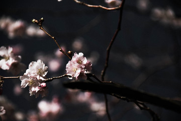 Cherry blossom flowers with blurred background in dark vintage