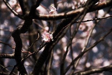 Blooming Cherry blossom flowers on branch in vintage blurred background