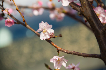 Cherry blossom flowers on small branch with blurred background