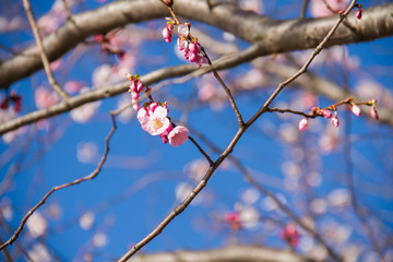 Cherry blossom flowers blooming in early spring with blurred background