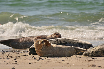 The harbor (or harbour) seal (Phoca vitulina), also known as the common seal in the white sand beach on the D&uuml;ne island near Helgoland island in east Germany