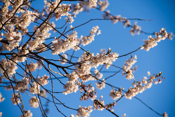 Obraz premium Cherry blossom in spring with blue sky