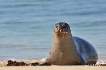 Obraz premium The harbor (or harbour) seal (Phoca vitulina), also known as the common seal in the white sand beach on the Düne island near Helgoland island in east Germany