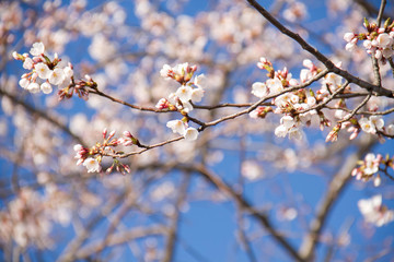 Small Cherry blossom flowers and branches in springtime