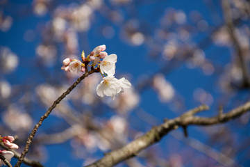 Little pink and white Cherry blossom flowers in spring