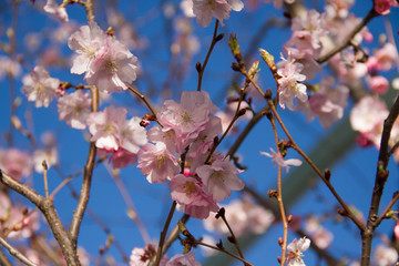 Cherry blossom flowers and blurry background in spring