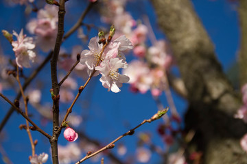 Cherry blossom flowers and blurred background in spring
