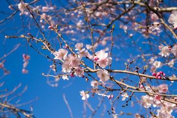 Blooming Cherry blossom flowers and branches with blue sky