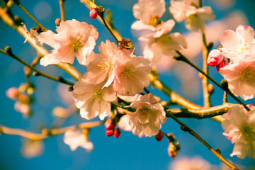 Blooming pink cherry blossom flowers on branches and blurred background with in vintage color