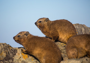 Sun bathing rock hyrax aka Procavia capensis at the Otter Trais at the Indian Ocean