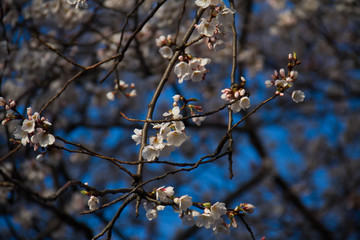 Cherry blossom flowers in early spring and dark blue sky blurred background