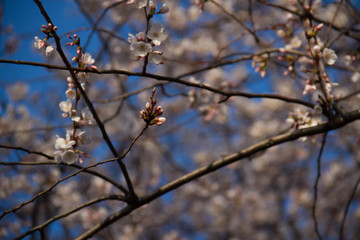 Blooming and bud cherry blossom on branches under the shade in early spring