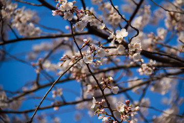 Blooming cherry blossom flowers in spring