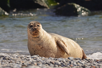 The harbor (or harbour) seal (Phoca vitulina), also known as the common seal in the white sand beach on the D&uuml;ne island near Helgoland island in east Germany