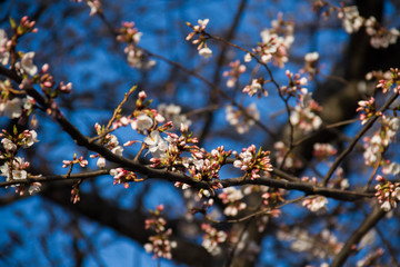 Cherry blossom branches in early spring and blurred background