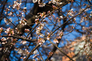 Blooming Cherry blossom in early spring and blurred background