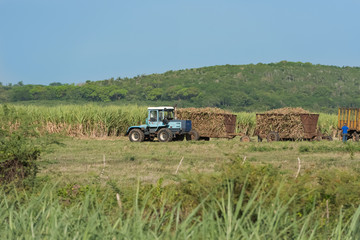 Serie Kuba Reportage - Zuckerrohrernte auf dem Feld mit Traktor und Zuckerrohr Mähdrescher in Santa Clara Kuba