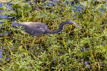 Wakodahatchee Wetlands in Delray Beach