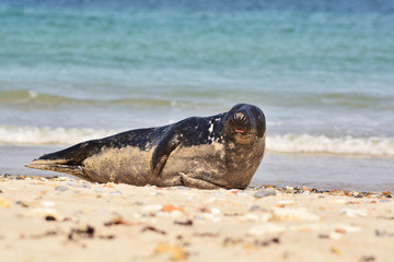 The harbor (or harbour) seal (Phoca vitulina), also known as the common seal in the white sand...