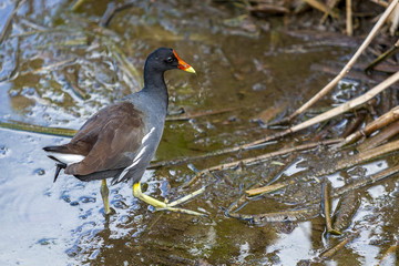 Wakodahatchee Wetlands in Delray Beach