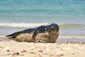 The harbor (or harbour) seal (Phoca vitulina), also known as the common seal in the white sand beach on the Düne island near Helgoland island in east Germany