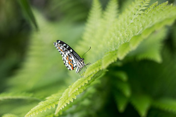 Papillon sur fougère