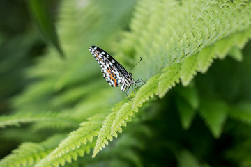 Papillon sur fougère 2